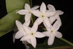 Carissa inermis